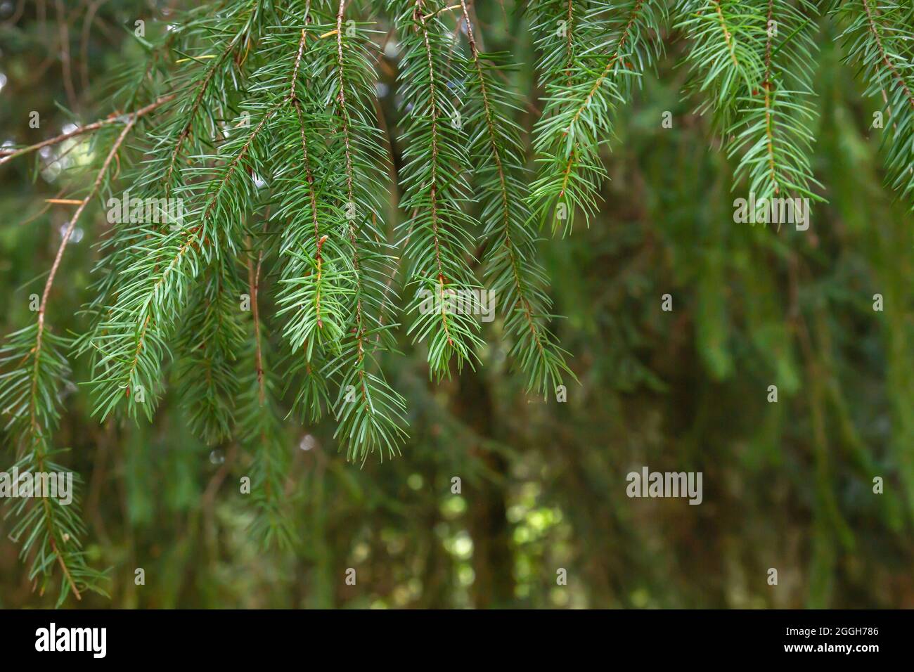 Abies alba ou sapin argenté européen arbre de conifères vert feuillage à aiguille verte Banque D'Images