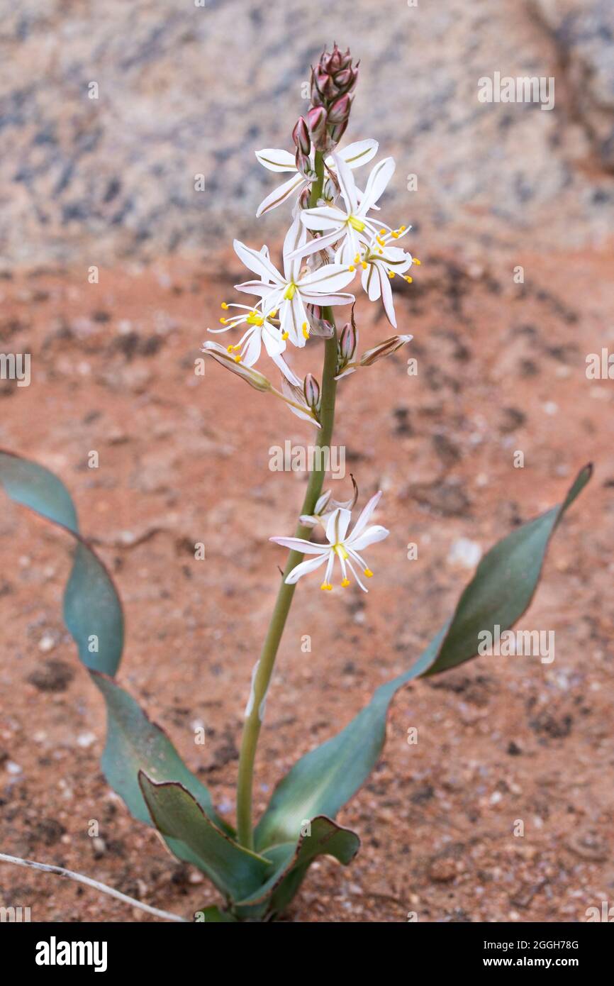 Plante bulbe à fleurs blanches le Crassinerve de Chlorophytum (ordre des asperges) qui pousse dans le désert de Namaqua Banque D'Images