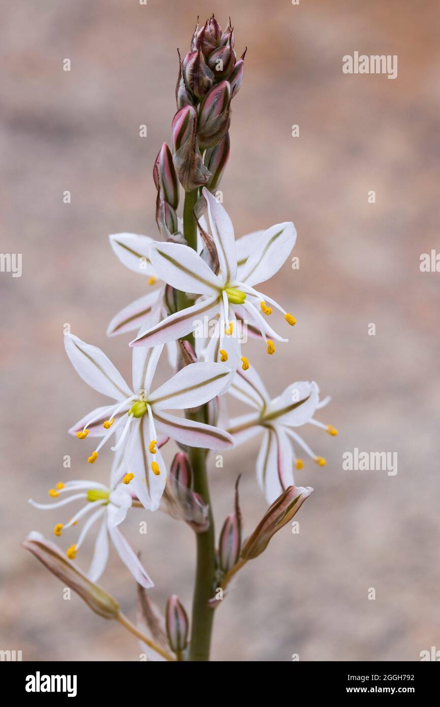 Gros plan d'une plante bulbe avec des fleurs blanches le Crassinerve de Chlorophytum (ordre des asperges) poussant dans le désert de Namaqua Banque D'Images
