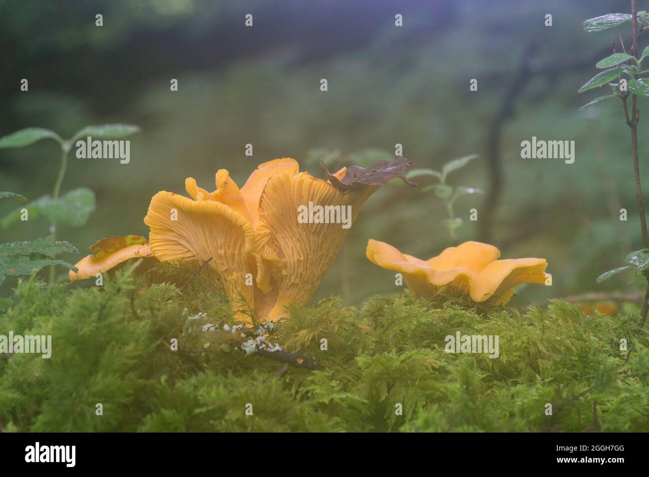 Les chanterelles sont considérées comme les champignons les plus nourrissant à trouver dans les bois anglais et sont assez abondantes dans certaines régions. Banque D'Images