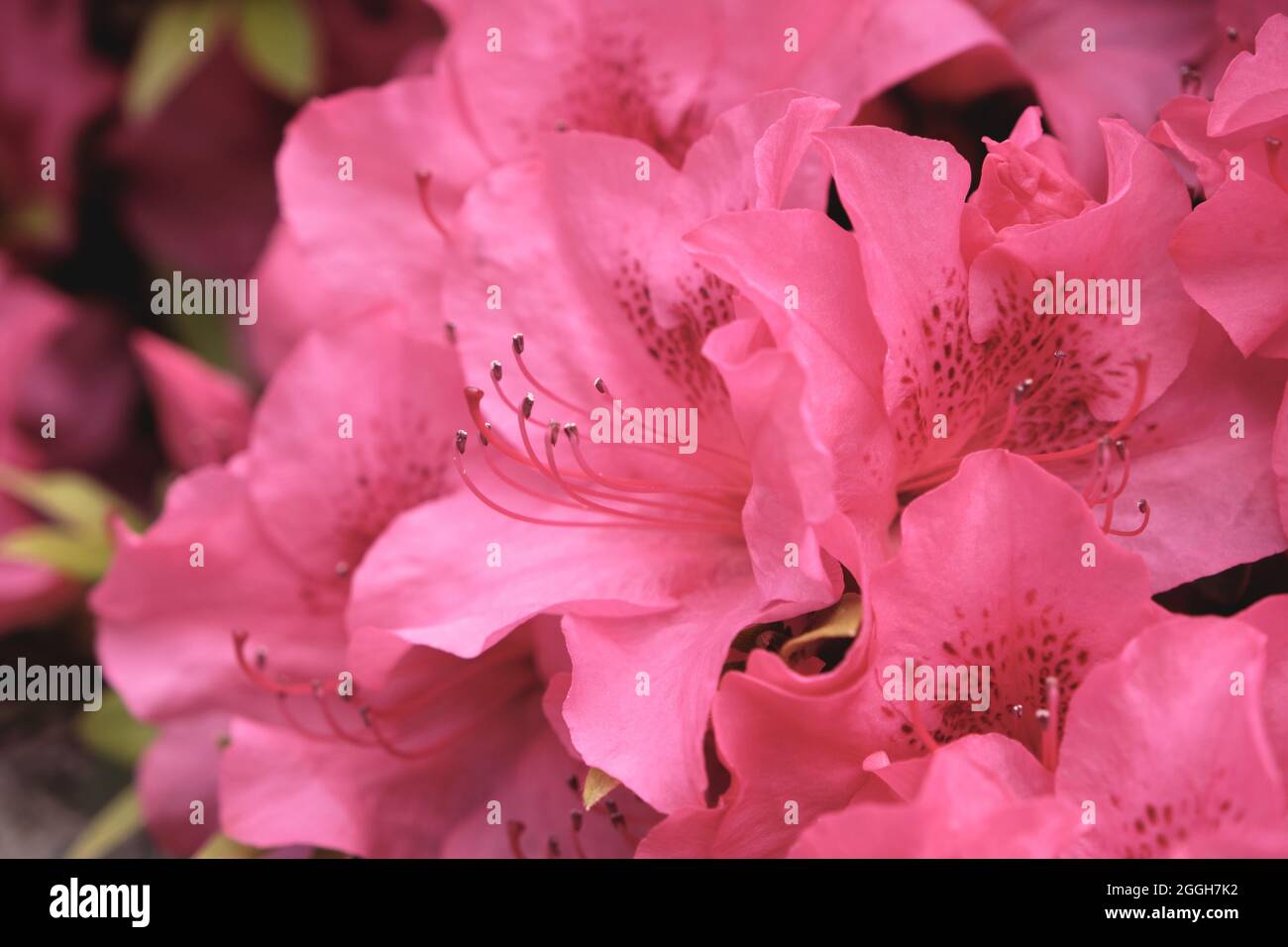 Rhododendron simsii ou fleurs roses Azalea Banque D'Images
