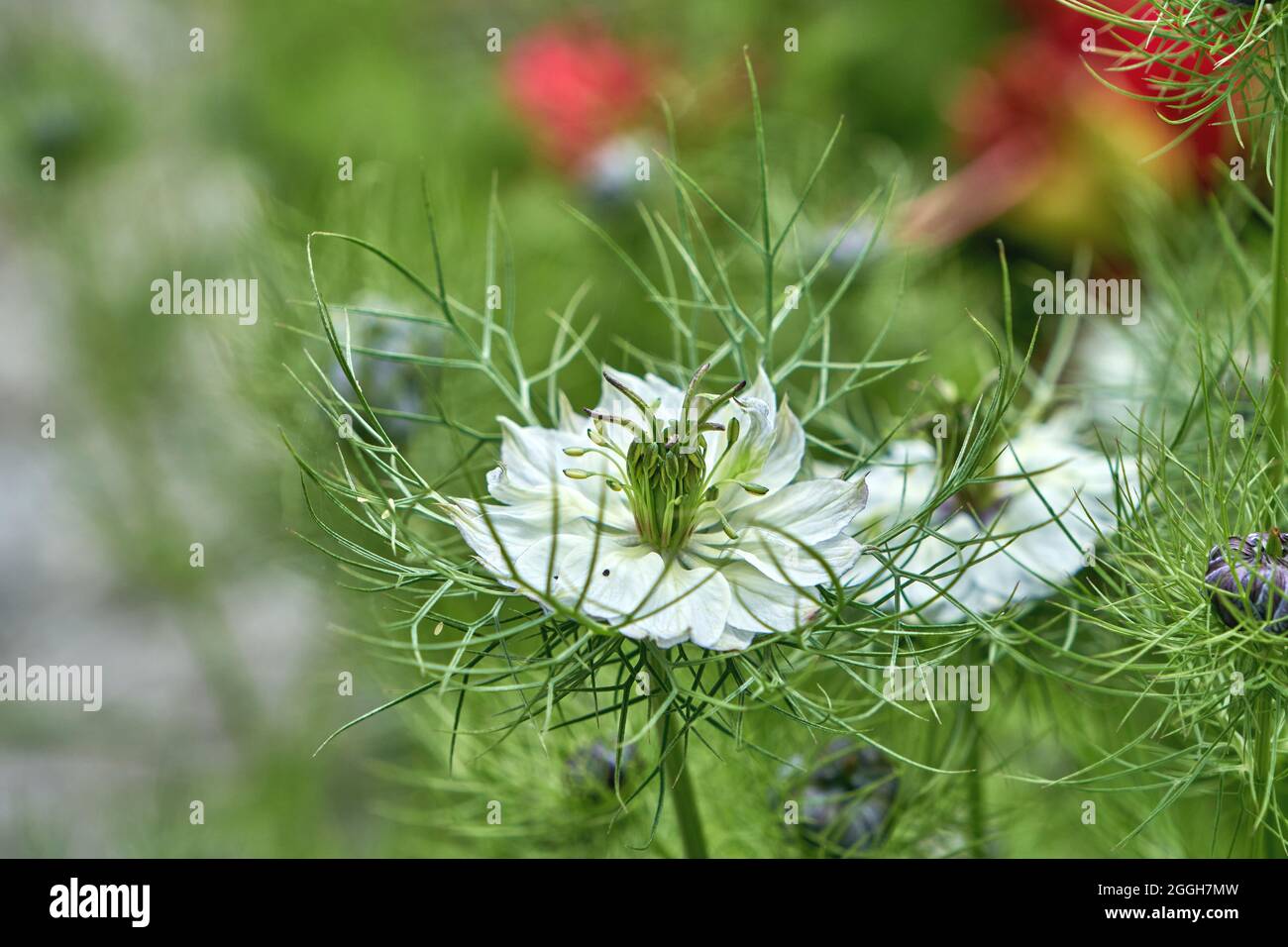 Nigella damascena, fleur blanche d'amour-dans-un-brouillard Banque D'Images