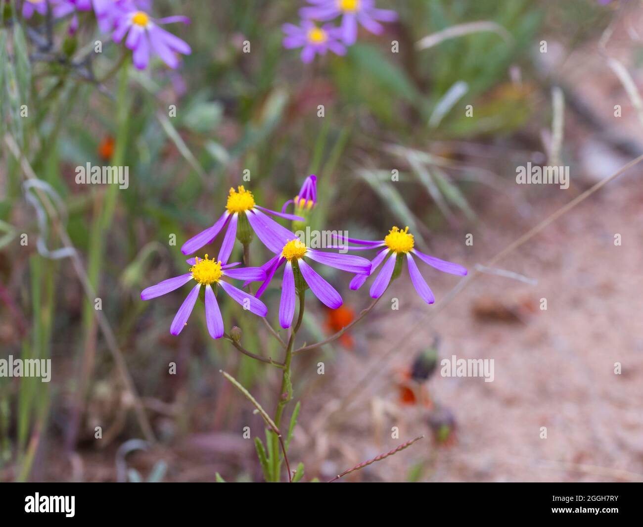 Gros plan des marguerites pourpres sauvages en pleine croissance au printemps Banque D'Images