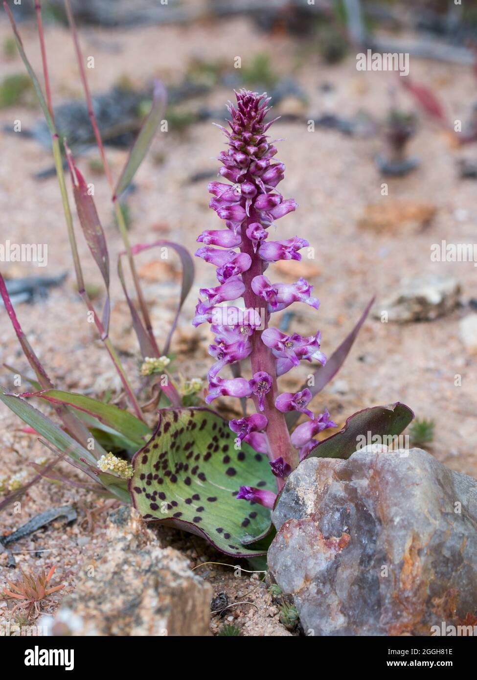 Chair Viooltjie (Lachenalia carnosa) plante à feuilles plates avec des fleurs roses à pourpres et blanches disposées sur une longue tige Banque D'Images