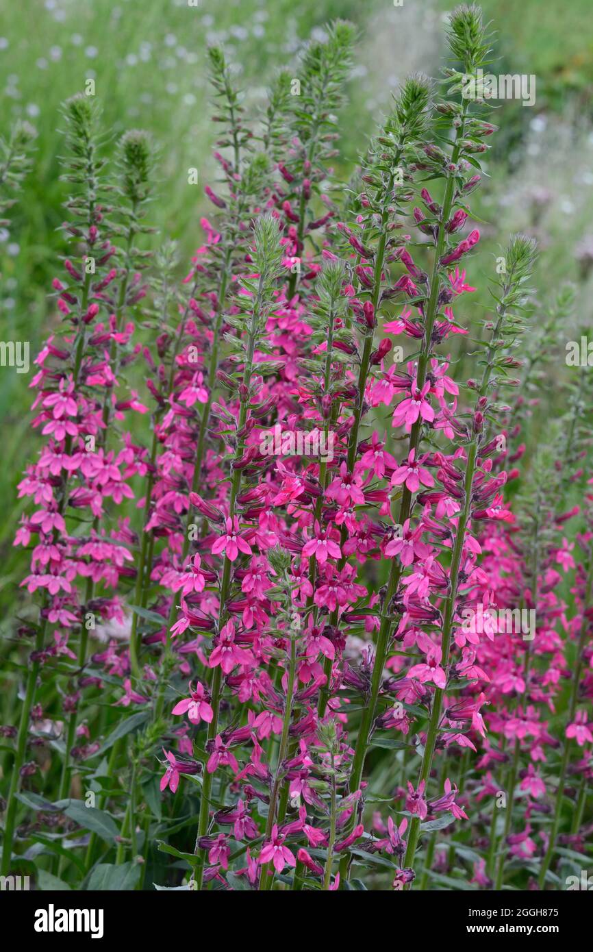 Lobelia x speciosa Pink Elephant souche formant vivace avec des fleurs roses Banque D'Images
