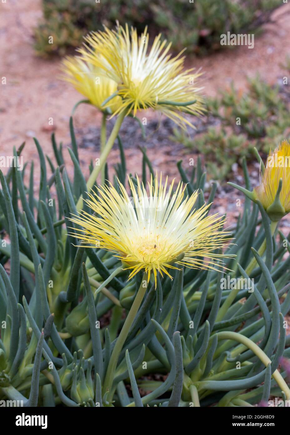 Grandes fleurs jaunes vives de la plante succulente Pig's-Root (Conicosia pugioniformis) qui poussent dans le désert de Namaqua Banque D'Images