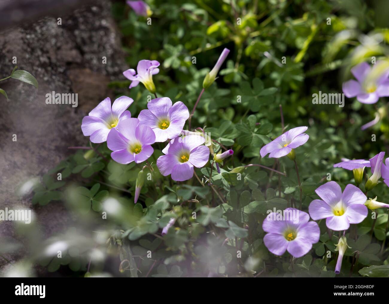 Fleurs violettes légères de la plante Oxalis comosa poussant entre les roches Banque D'Images