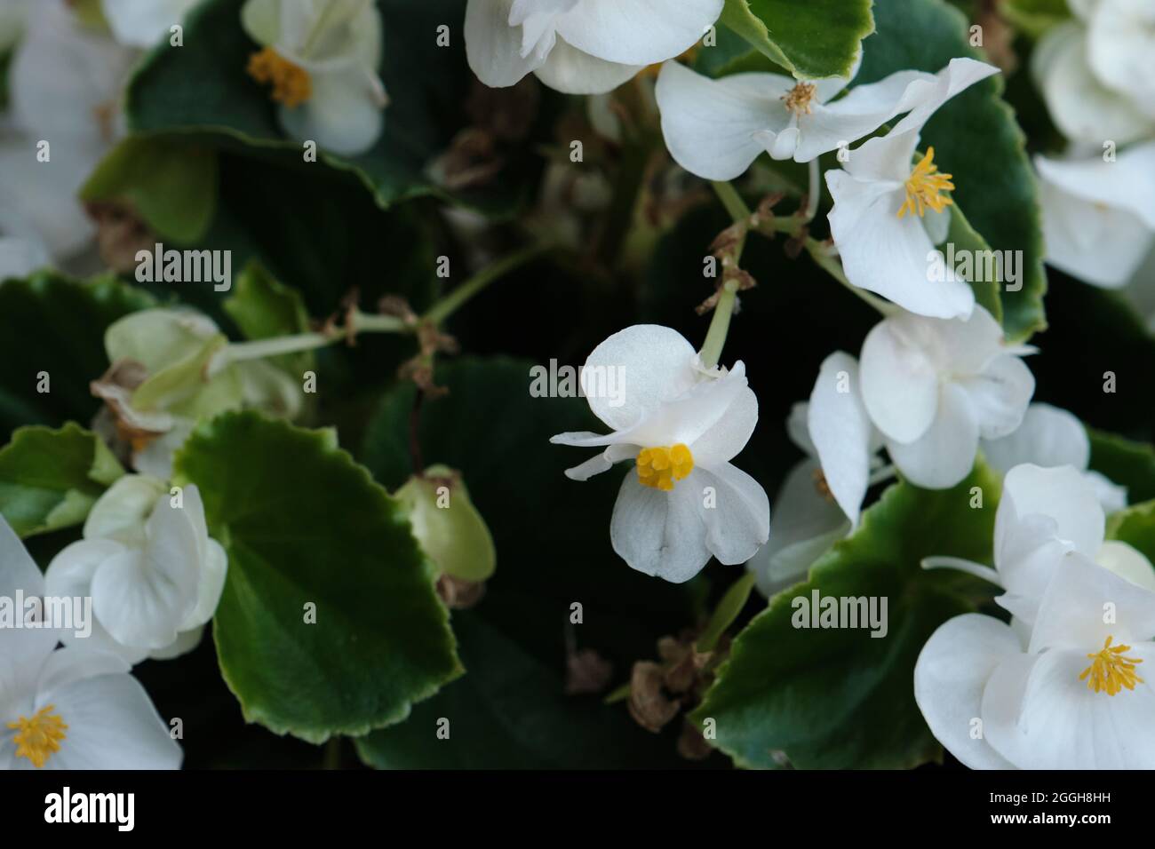 Begonia cucullata connu sous le nom de cire begonia fleurs blanches Banque D'Images