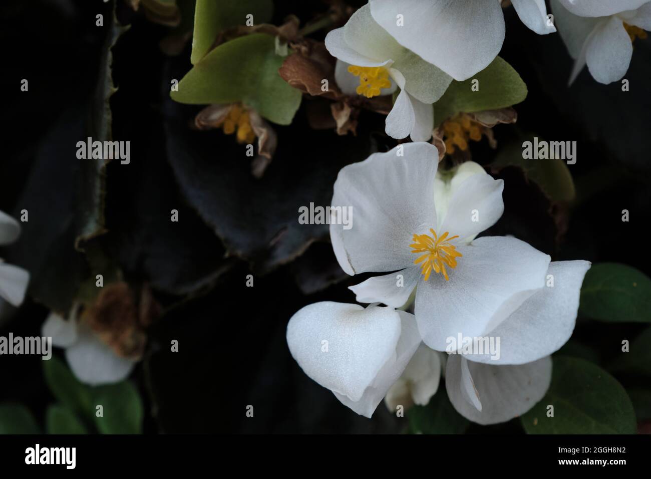 Begonia cucullata connu sous le nom de cire begonia fleurs blanches Banque D'Images