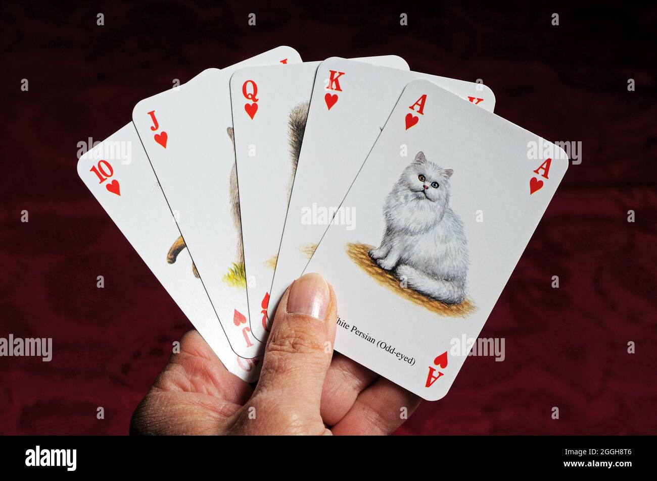 Cartes à jouer pour chats de fantaisie à motif Royal Flush Banque D'Images