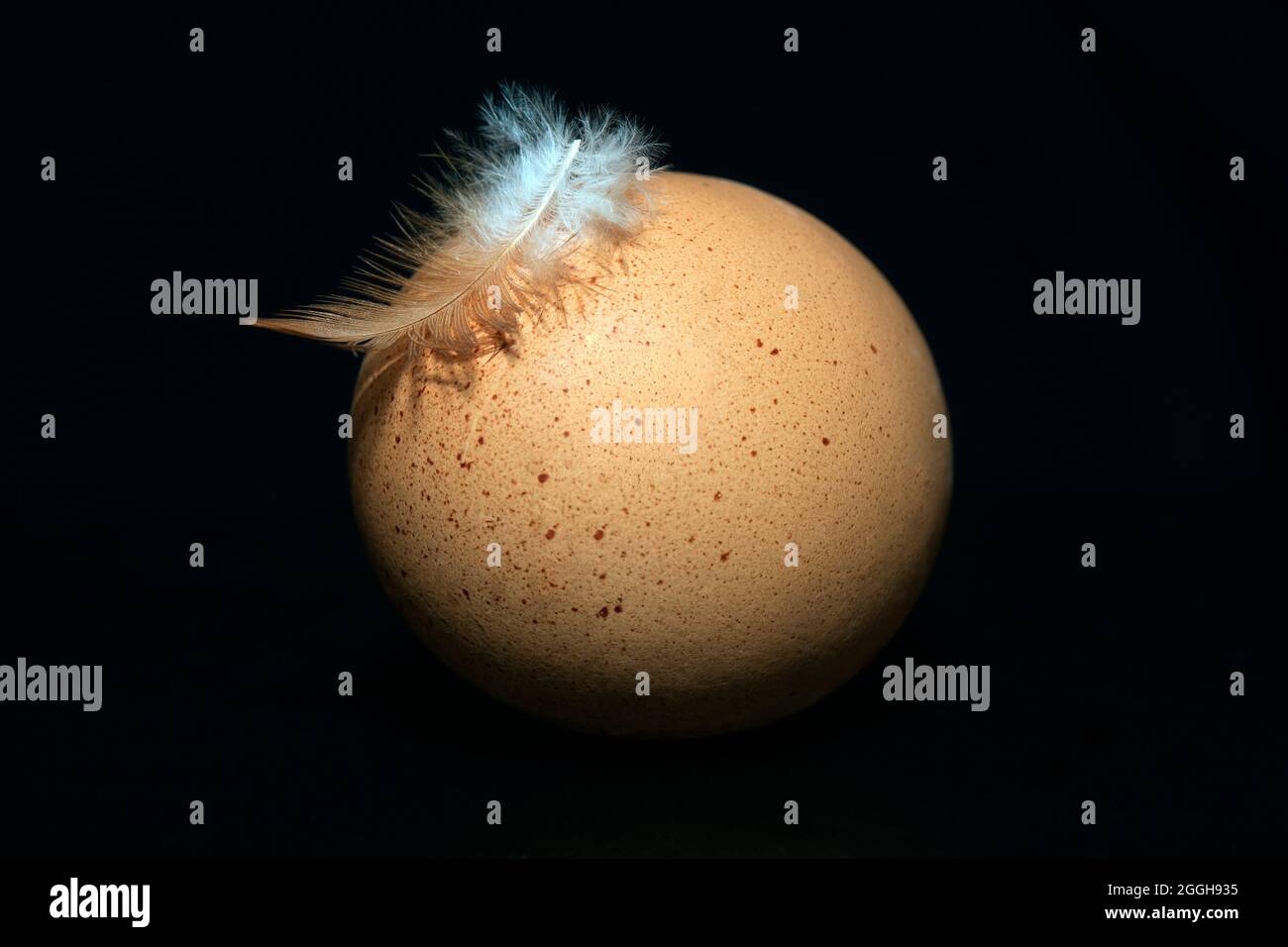 Poule plume Banque de photographies et d’images à haute résolution - Alamy