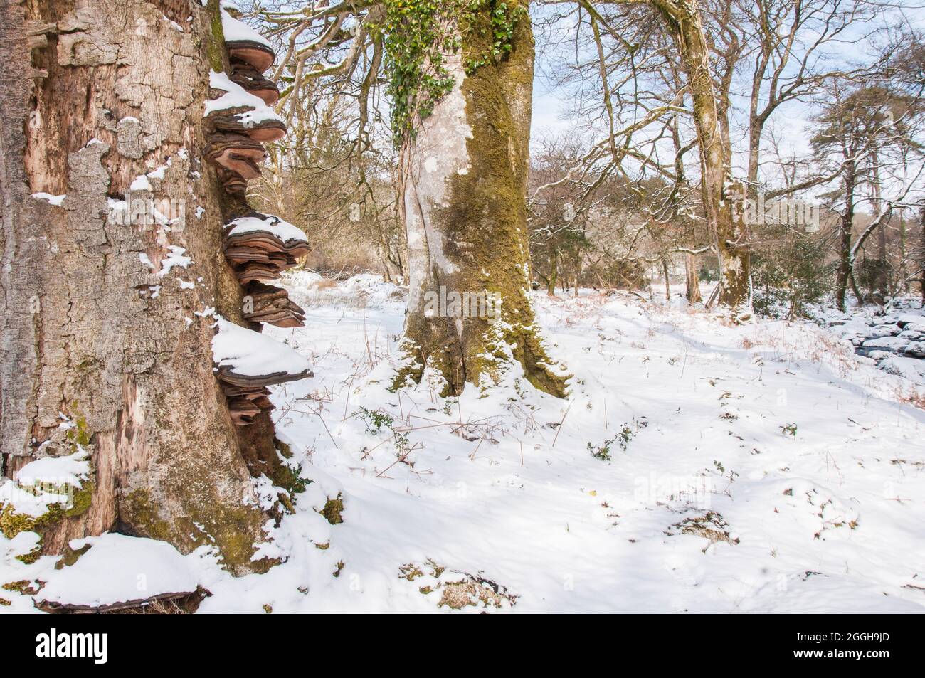 Champignons de support poussant sur les hêtres en hiver, West Devon Banque D'Images