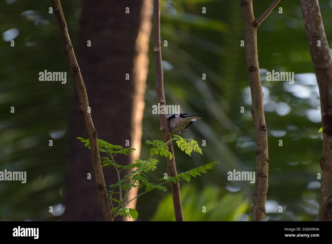 Le magpie robin oriental est repéré sur un arbre Banque D'Images