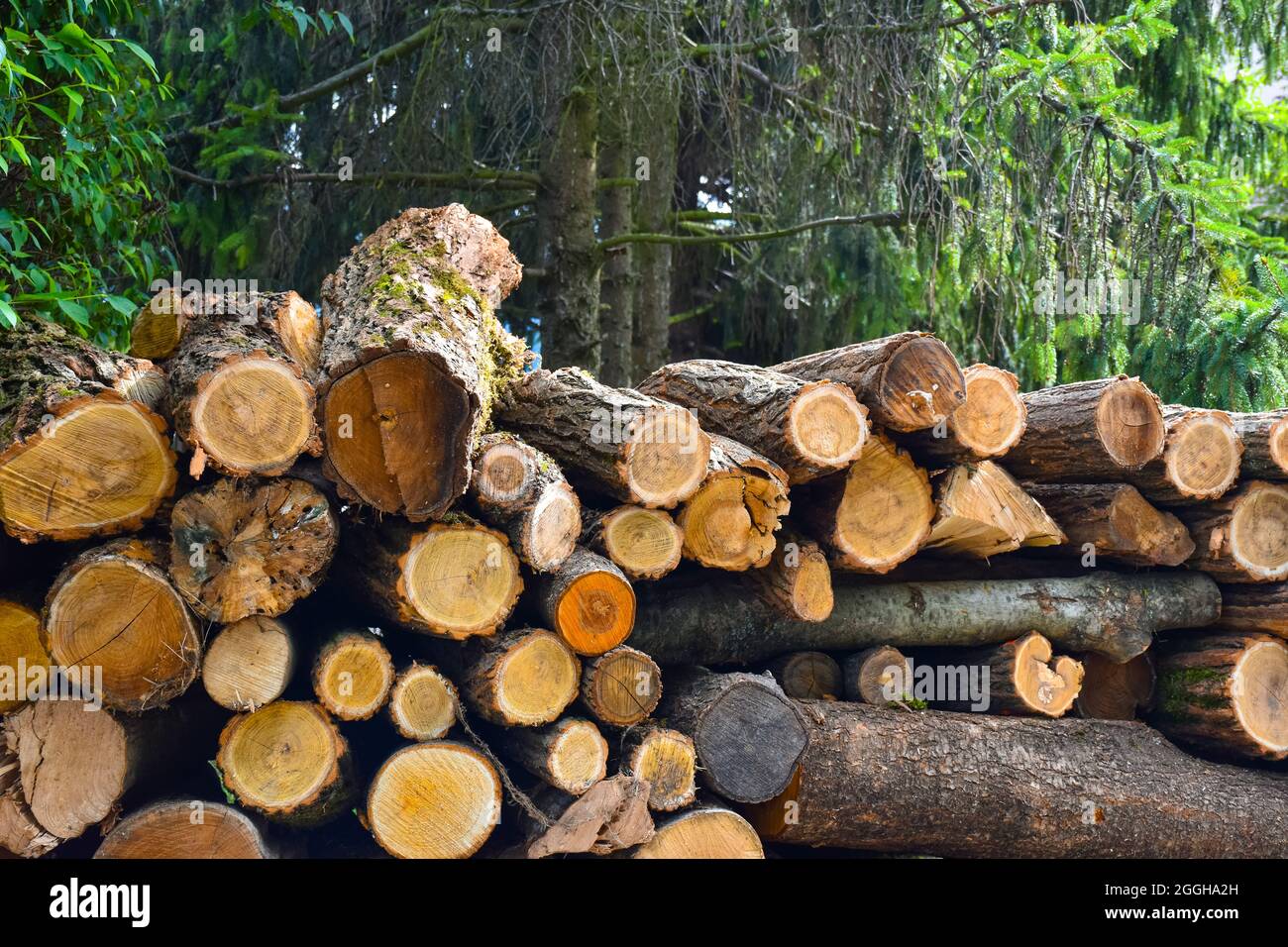 Pile de bois dans la forêt. Banque D'Images