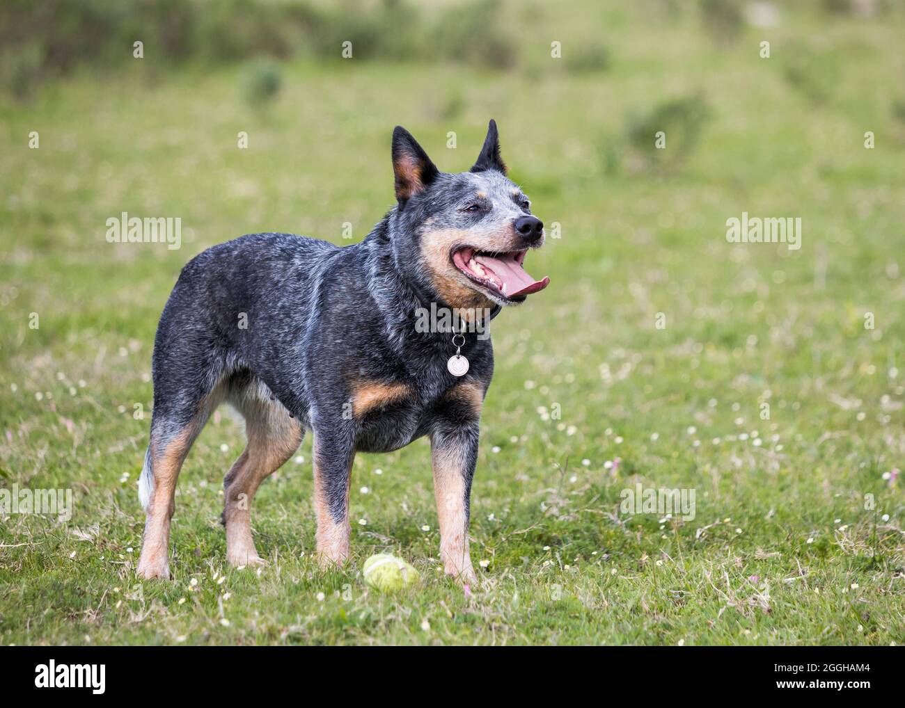 Femelle chien de bétail australien (Blue heeler) debout avec une balle de tennis à ses pieds jouant FETCH Banque D'Images