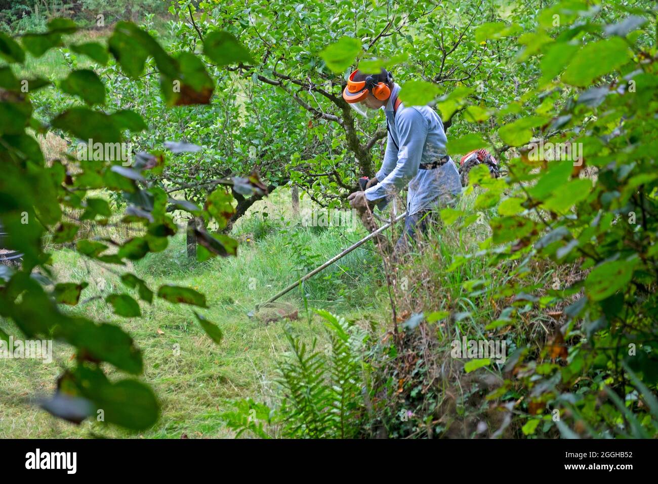 Homme asiatique portant un masque de sécurité utilisant un strimer pour tondre faucher de longues prairies d'herbe autour des pommiers dans le verger d'été août 2021 pays de Galles Royaume-Uni KATHY DEWITT Banque D'Images