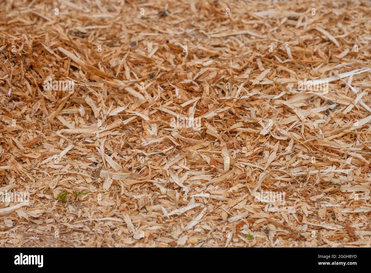 Copeaux de sciure de bois de gros plan, fond ou texture rustique de bois, foyer sélectif Photo