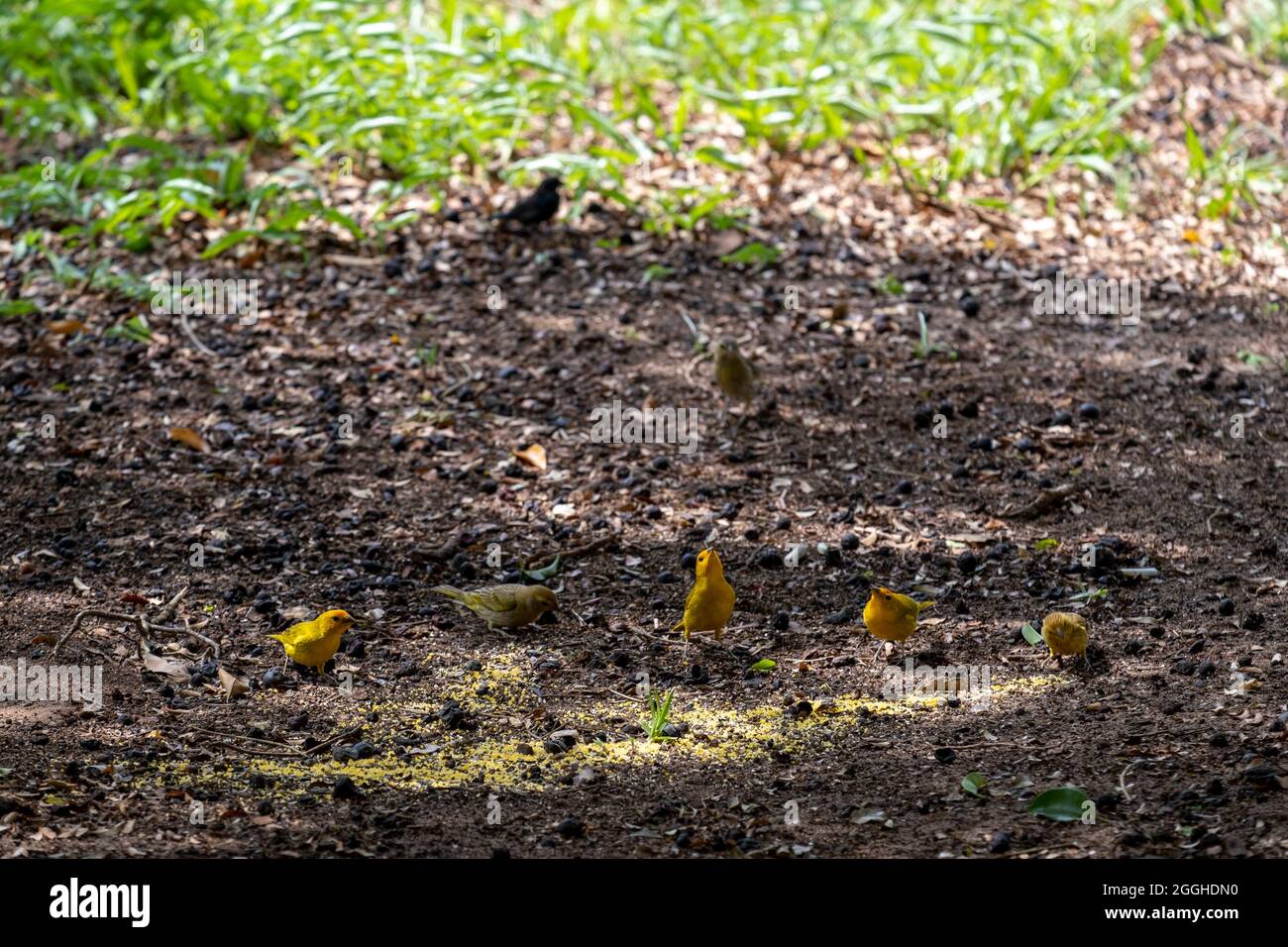 canaries terrestres perchés sur le sol. Banque D'Images