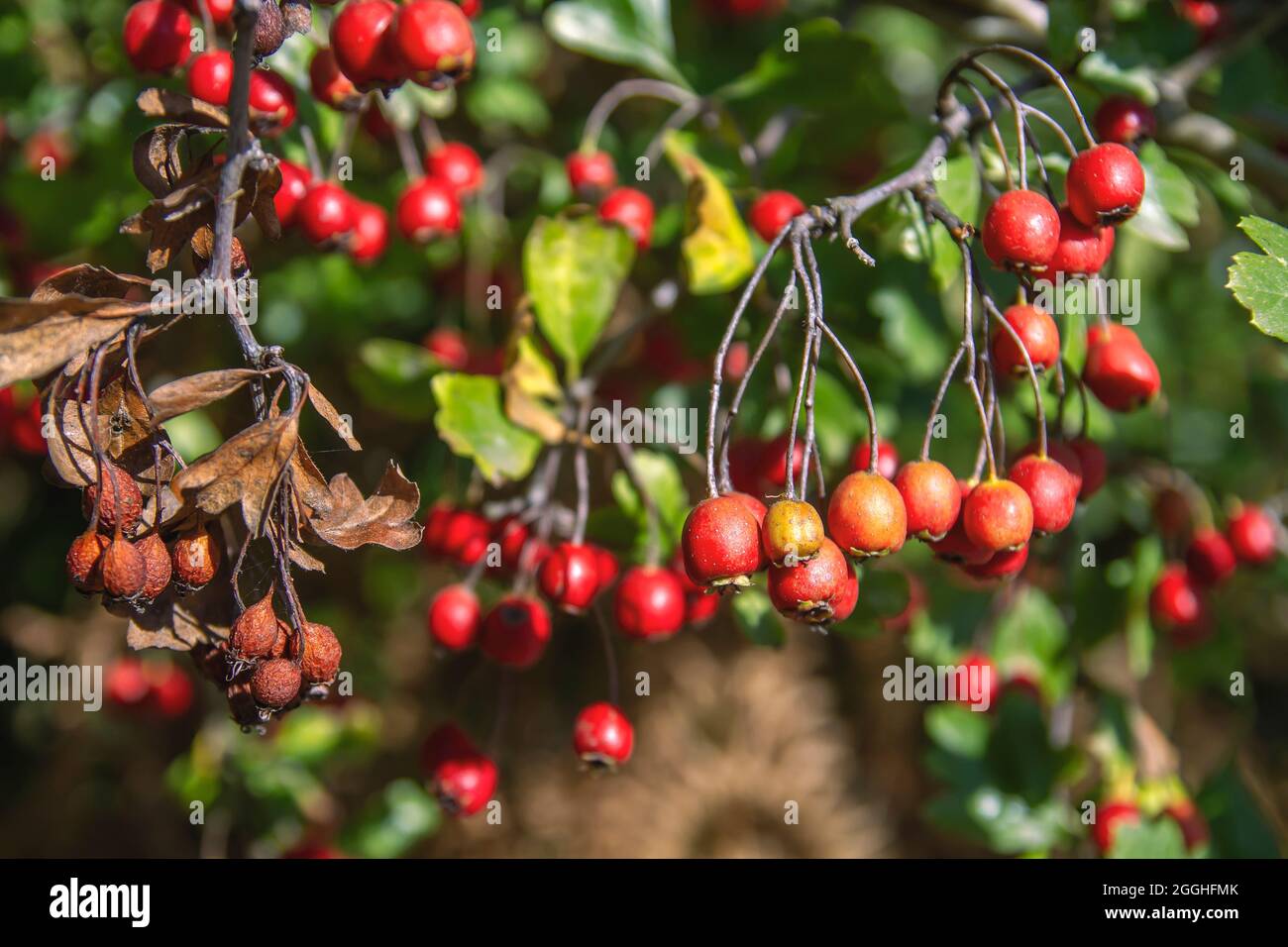 Crataegus monogyna belliciste commun chargé de baies rouges Banque D'Images