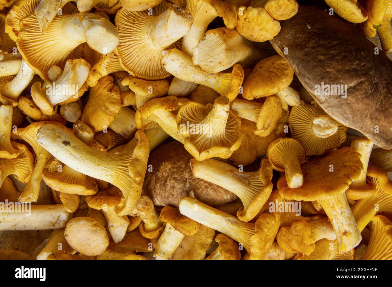 Plein cadre de délicieux chanterelle végétarienne ondulée fraîche et de champignons boletus à vendre dans un marché extérieur d'automne ou de saison d'automne Banque D'Images