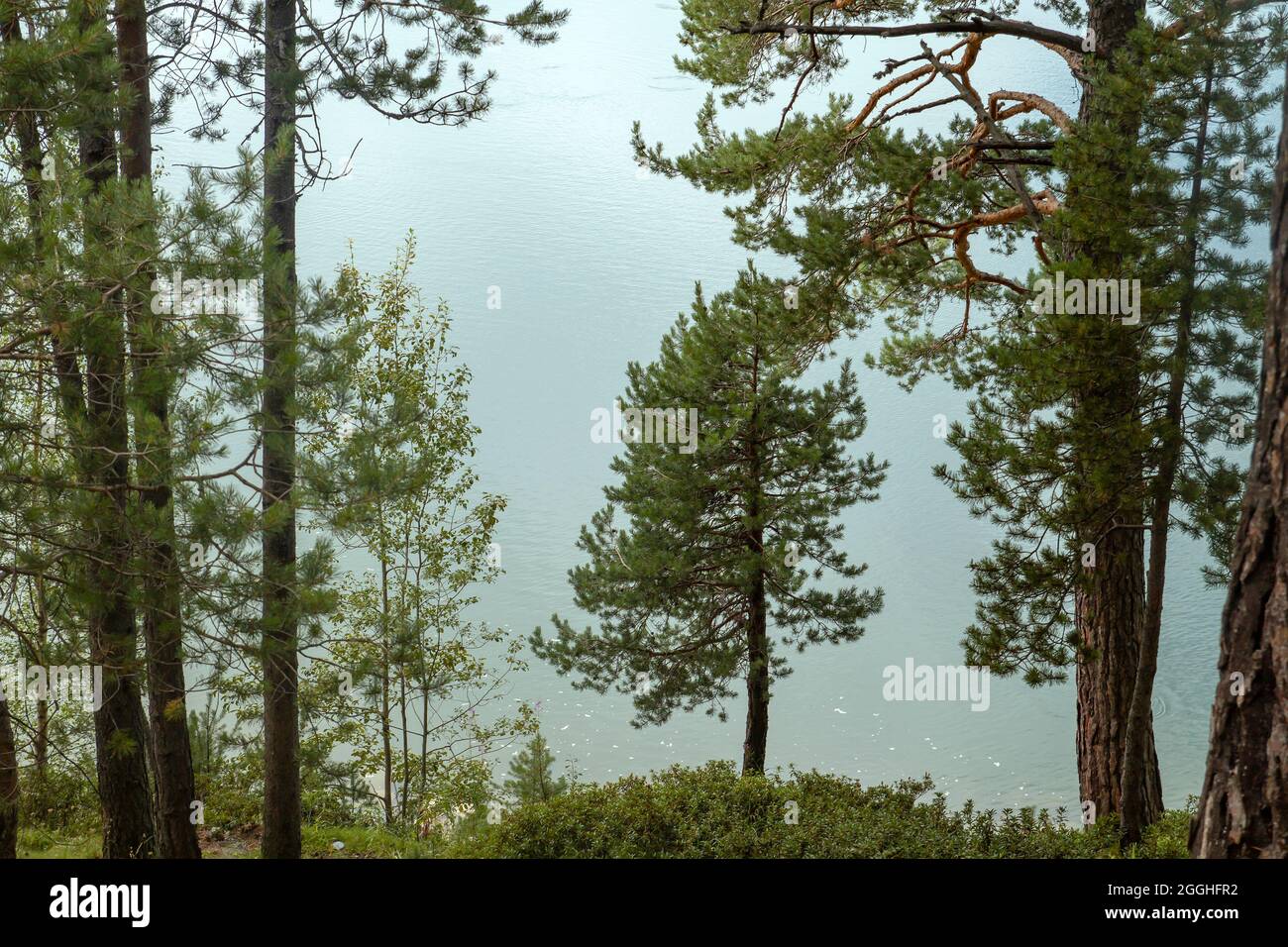 Pinus sylvestris connu sous le nom de pins rouges européens qui poussent sur la rive d'un lac de montagne Banque D'Images