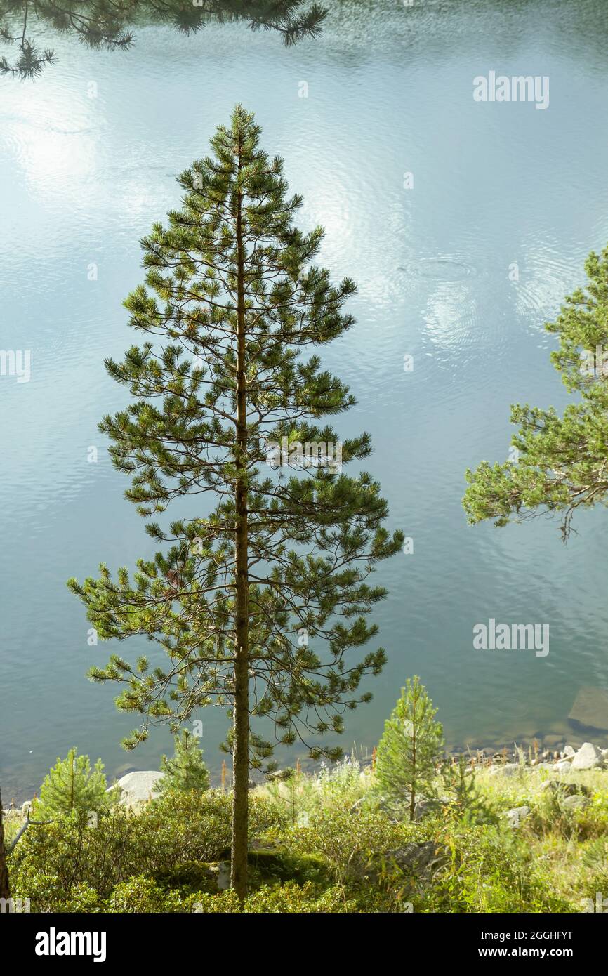 Pinus sylvestris connu sous le nom de pin rouge européen croissant sur la rive d'un lac de montagne Banque D'Images