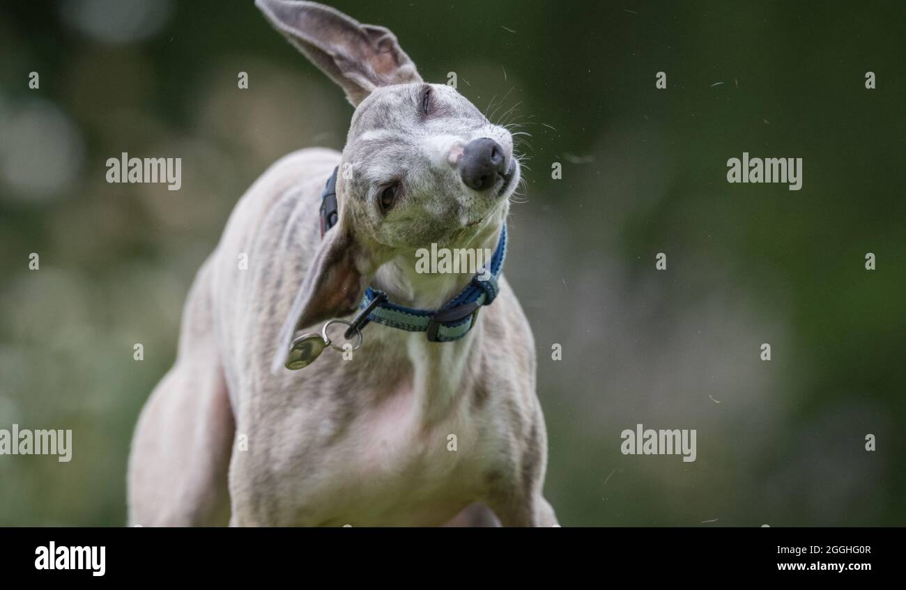 Chien de compagnie s'entraînant dans un jardin. Banque D'Images