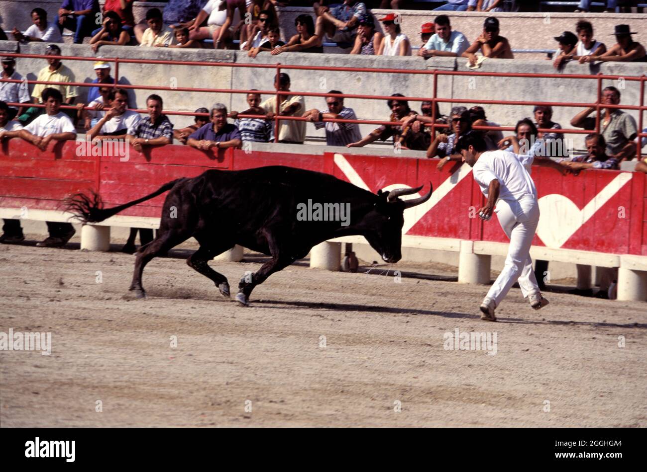 FRANCE. GARD (30) VILLAGE DE BEAUCAIRE. COURIR APRÈS UNE BLATTE DANS LES ARÈNES Banque D'Images