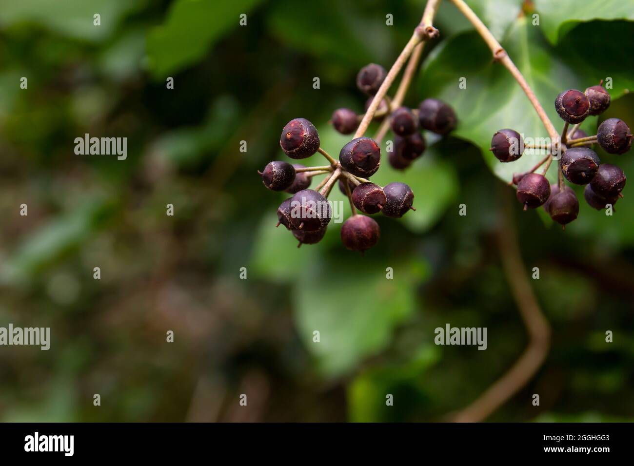 Hedera Helix commun ivy violet foncé baies empoisonnonois gros plan Banque D'Images