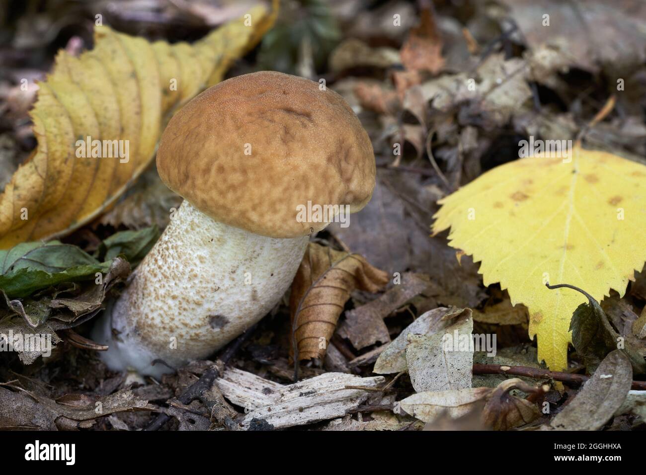 Champignon comestible Leccinum pseudoscabrum dans la forêt décidue. Connu sous le nom de Hazel Bolete. Champignons sauvages poussant dans les feuilles. Banque D'Images