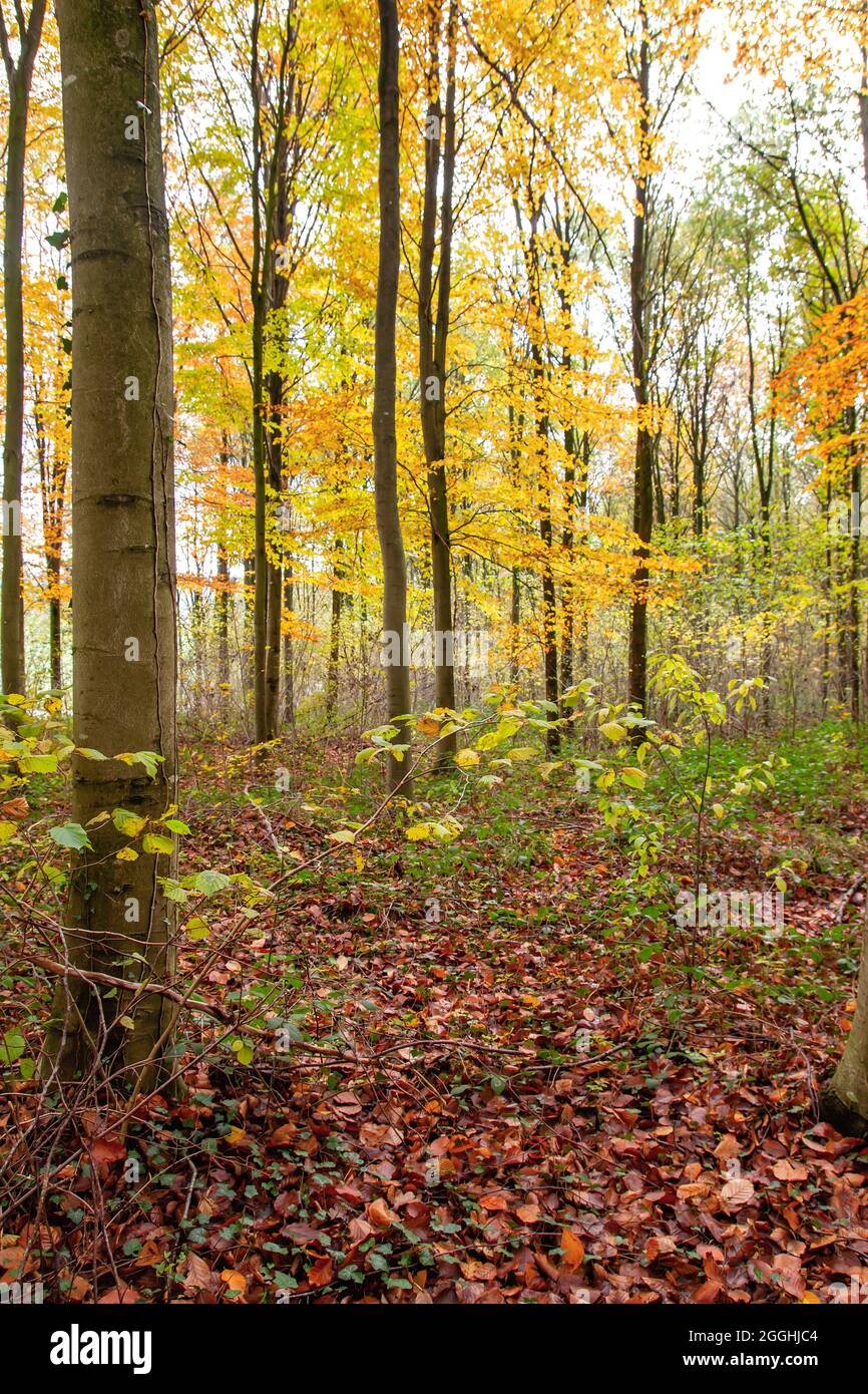 Fagus sylvatica ou hêtre bois avec feuillage décidus de couleur automnale Banque D'Images