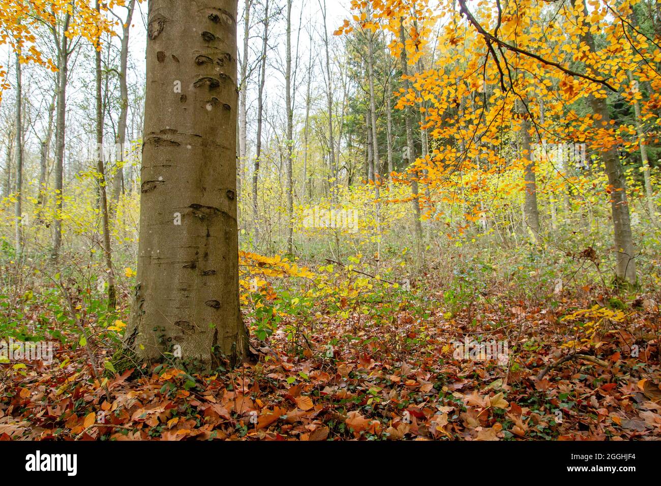 Fagus sylvatica ou hêtre bois avec feuillage décidus de couleur automnale Banque D'Images