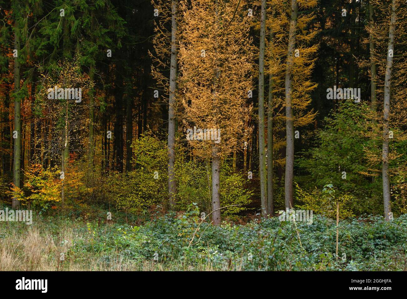 Forêt à pied aux couleurs automnales avec arbres à feuilles caduques et à feuilles persistantes Banque D'Images