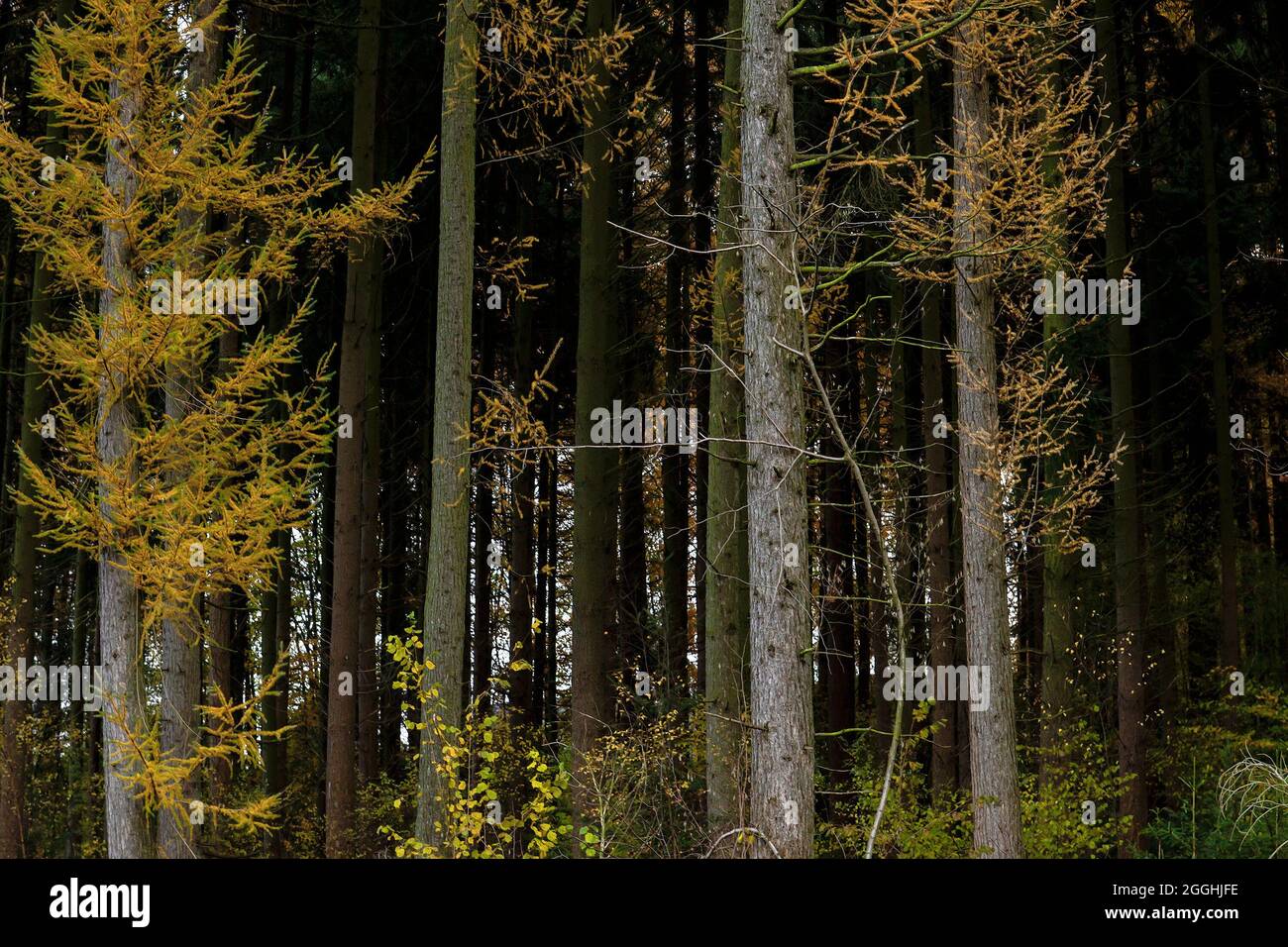 Mélèze avec feuillage jaune à feuilles caduques automnales Banque D'Images