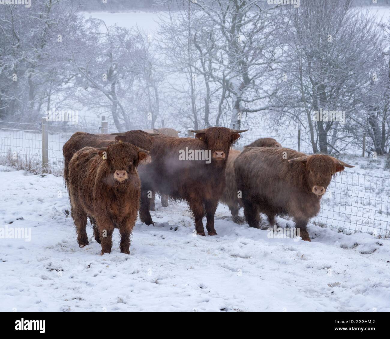Vaches des Highlands sur une matinée froide en hiver. Près de Balnain, région des Highlands, Écosse Banque D'Images