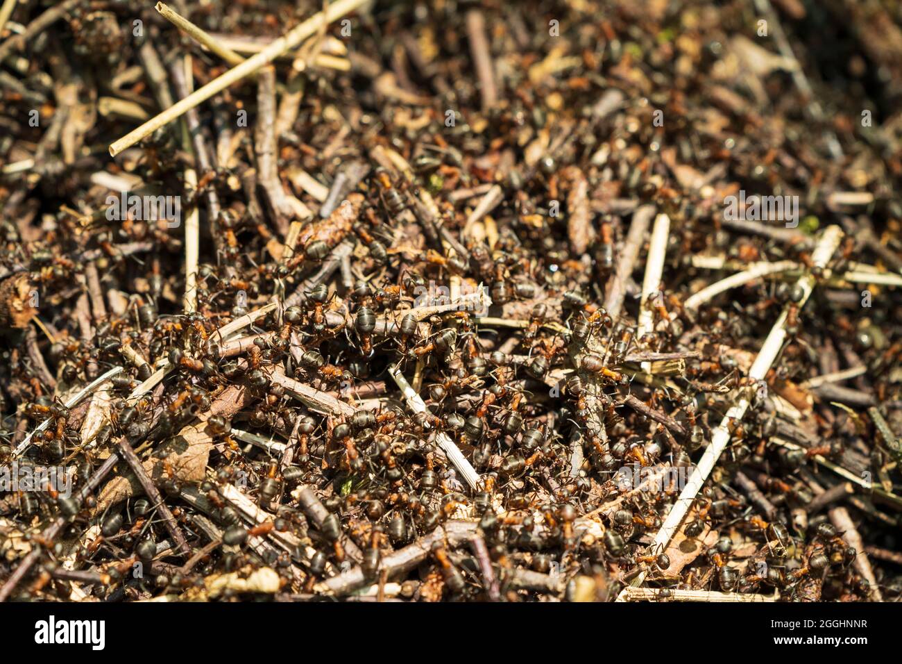 Gros plan d'un nid de fourmis en bois, monticule, dans les bois du sud-est de l'Angleterre. Masse de fourmis rouges et noirs en plein soleil marchant à la surface du nid. Banque D'Images