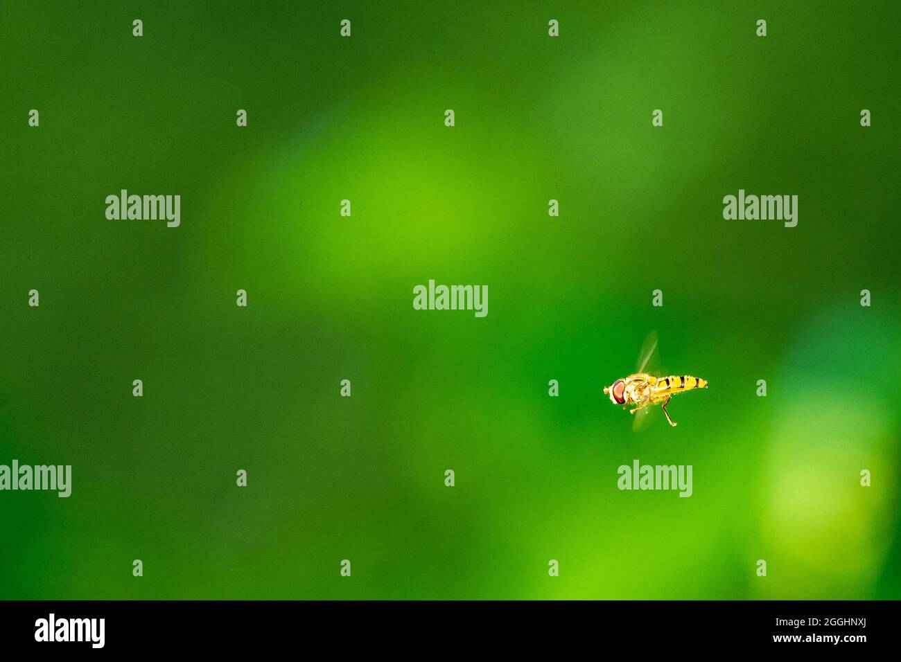 Vue latérale d'un seul survol en plein soleil, en vol stationnaire sur un arrière-plan vert flou. Également connu sous le nom de mouche de fleur et mouche syrphide. Banque D'Images