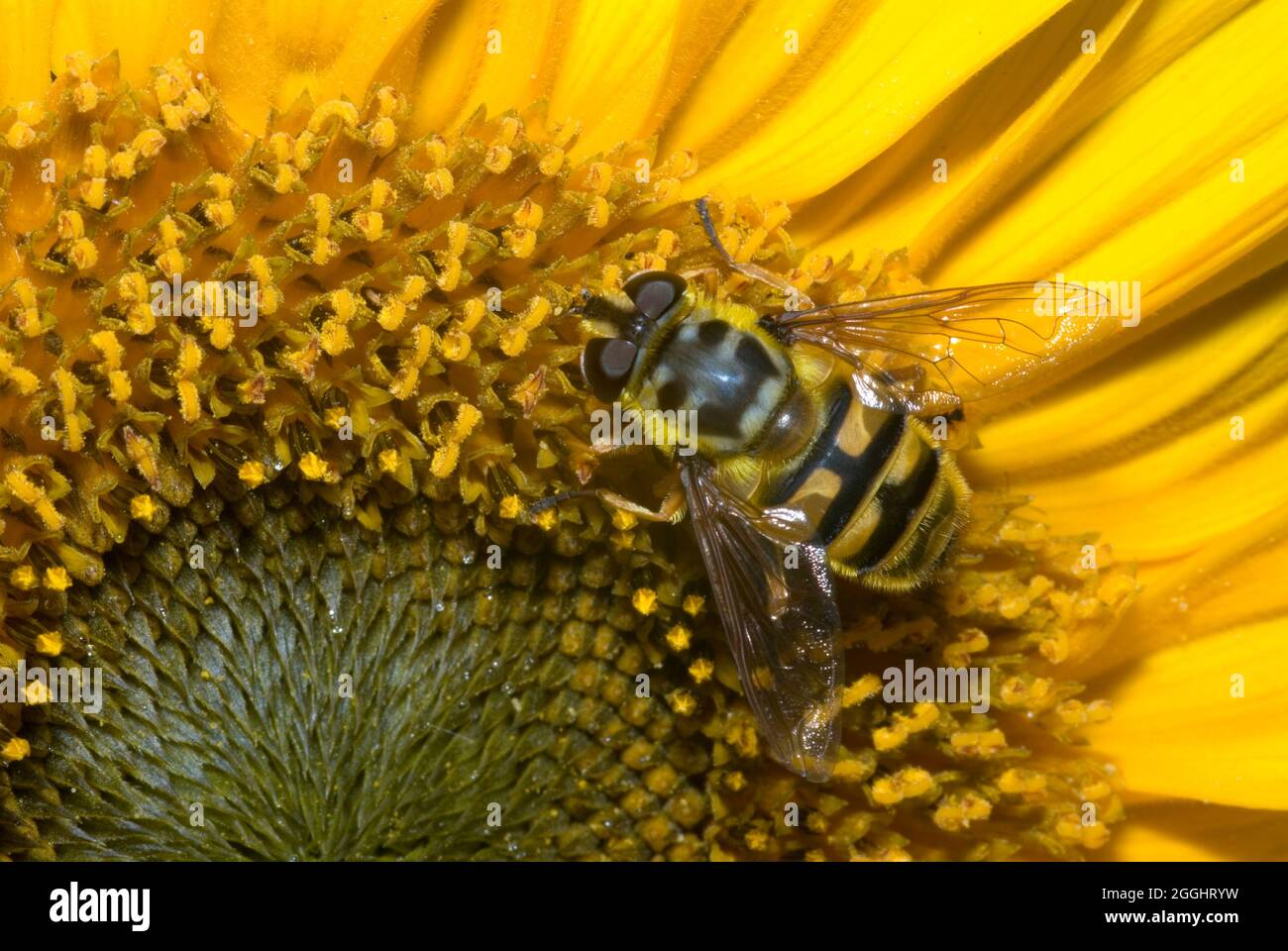 Survolte de Batman (Myathropa florea) Banque D'Images