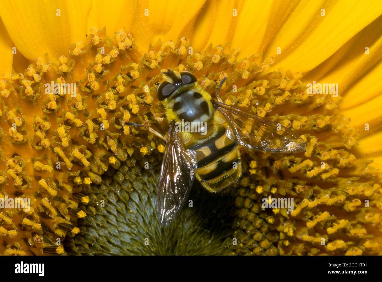 Survolte de Batman (Myathropa florea) Banque D'Images