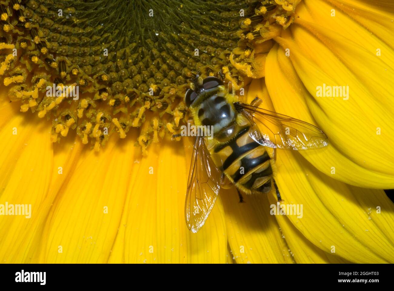 Survolte de Batman (Myathropa florea) Banque D'Images
