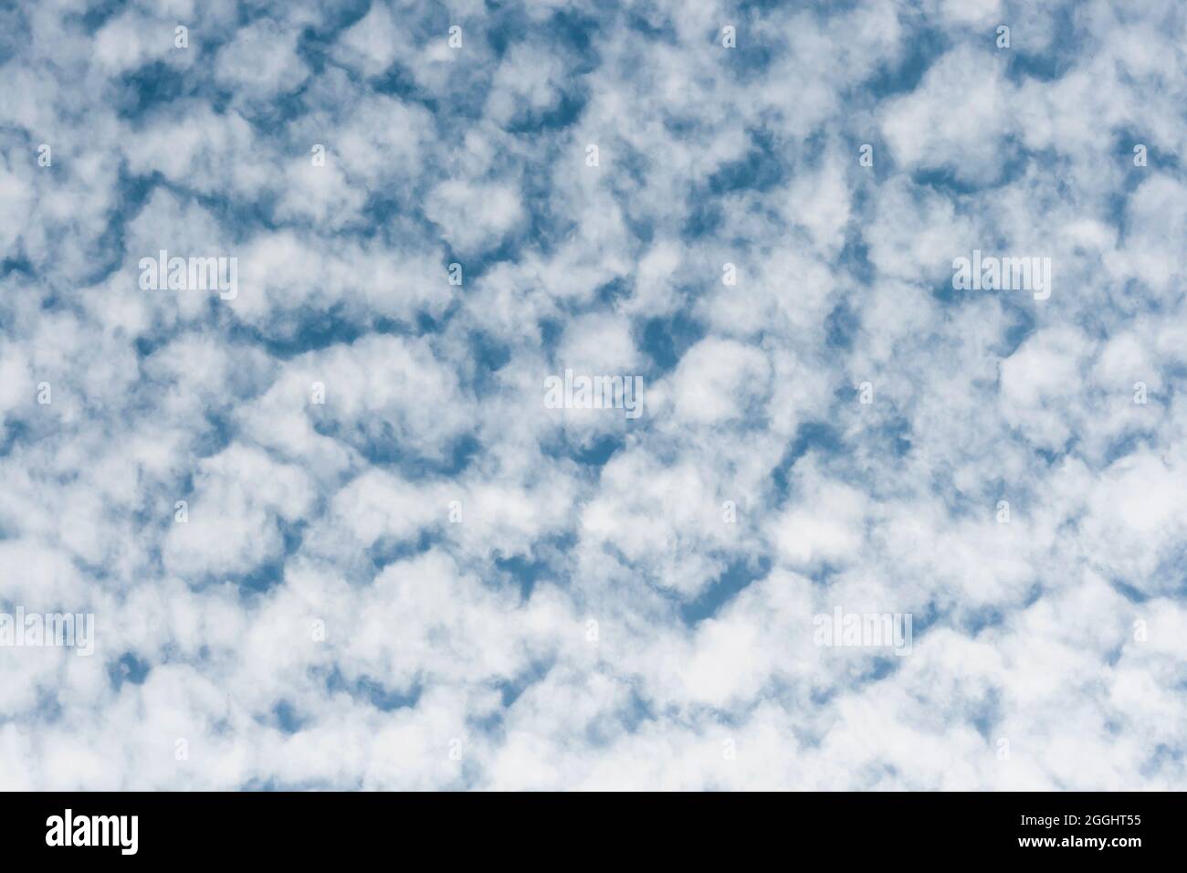 Altocumulus floccus blanc nuages moelleux couvrant le ciel bleu Banque D'Images