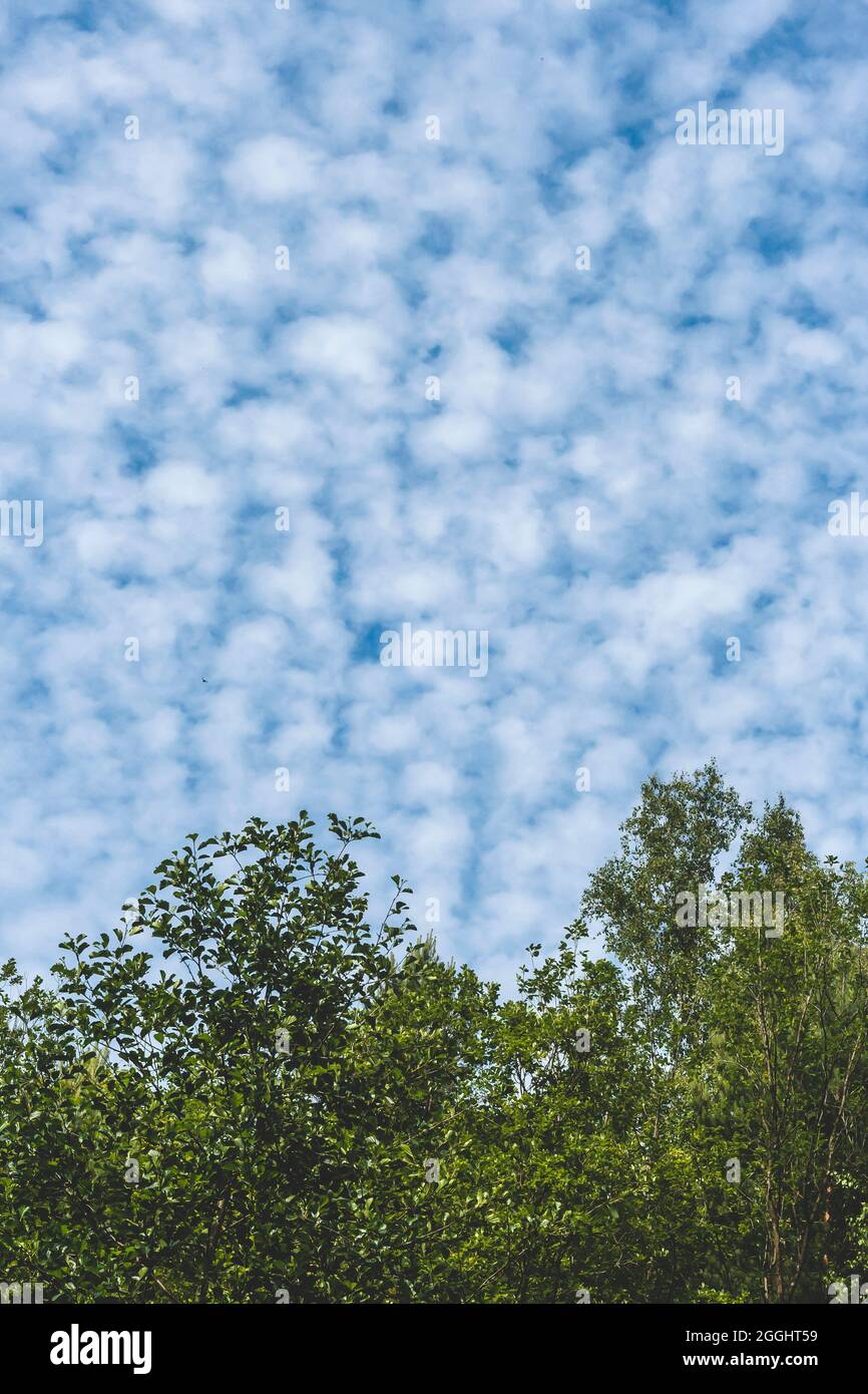 Altocumulus floccus blanc nuages moelleux couvrant le ciel bleu Banque D'Images
