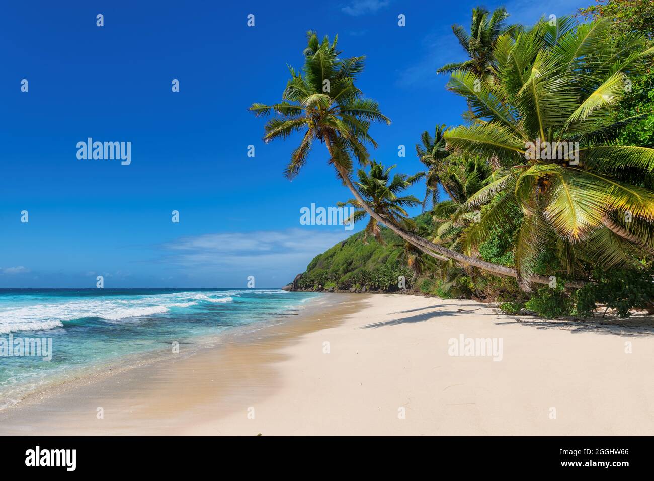Noix de coco palmiers sur une plage de sable blanc dans une île tropicale Banque D'Images