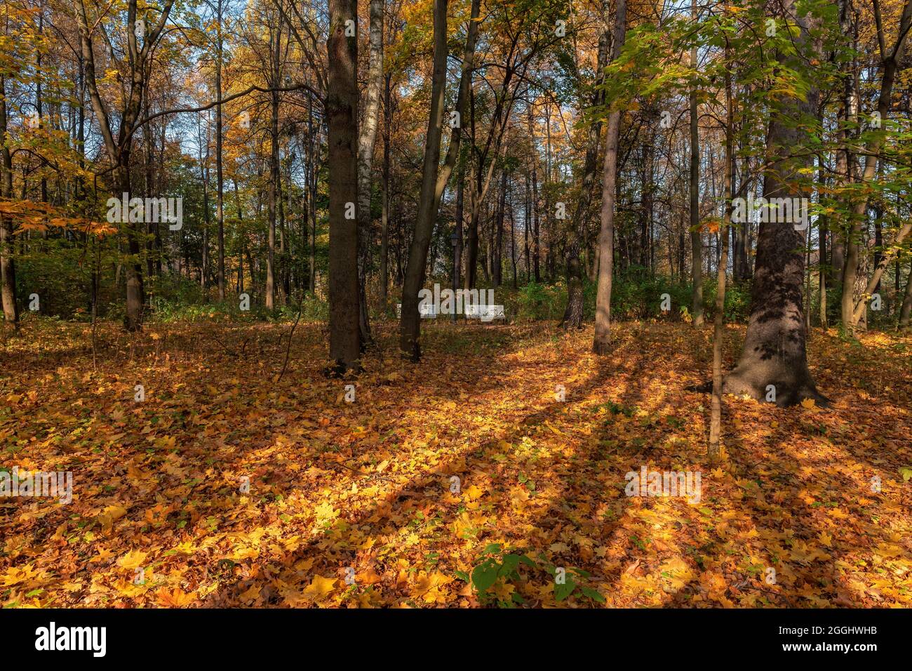 Paysage d'automne. Feuilles colorées dans le parc d'automne Banque D'Images