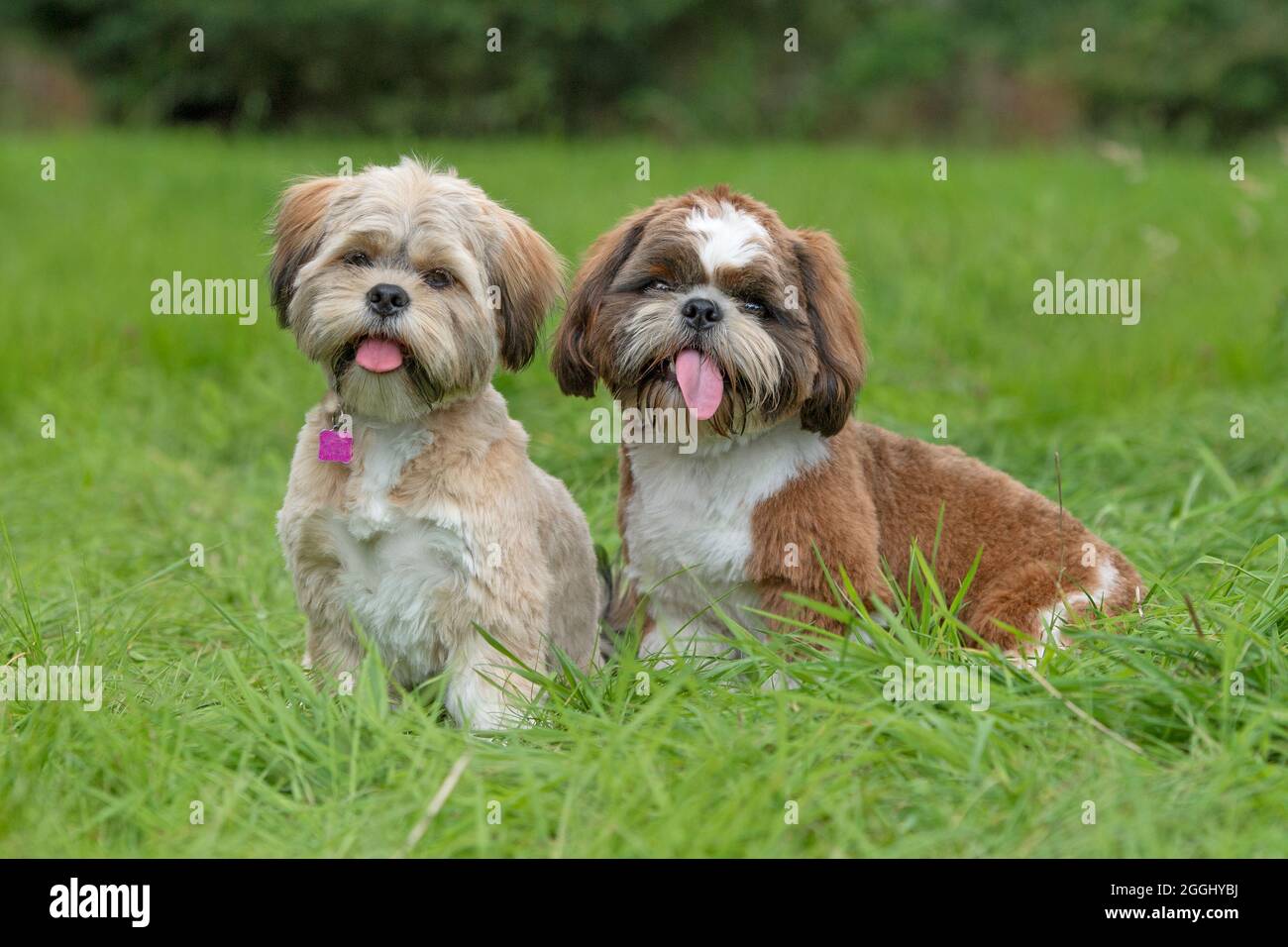 Lhassa Apso et Shih Tzu ensemble Banque D'Images