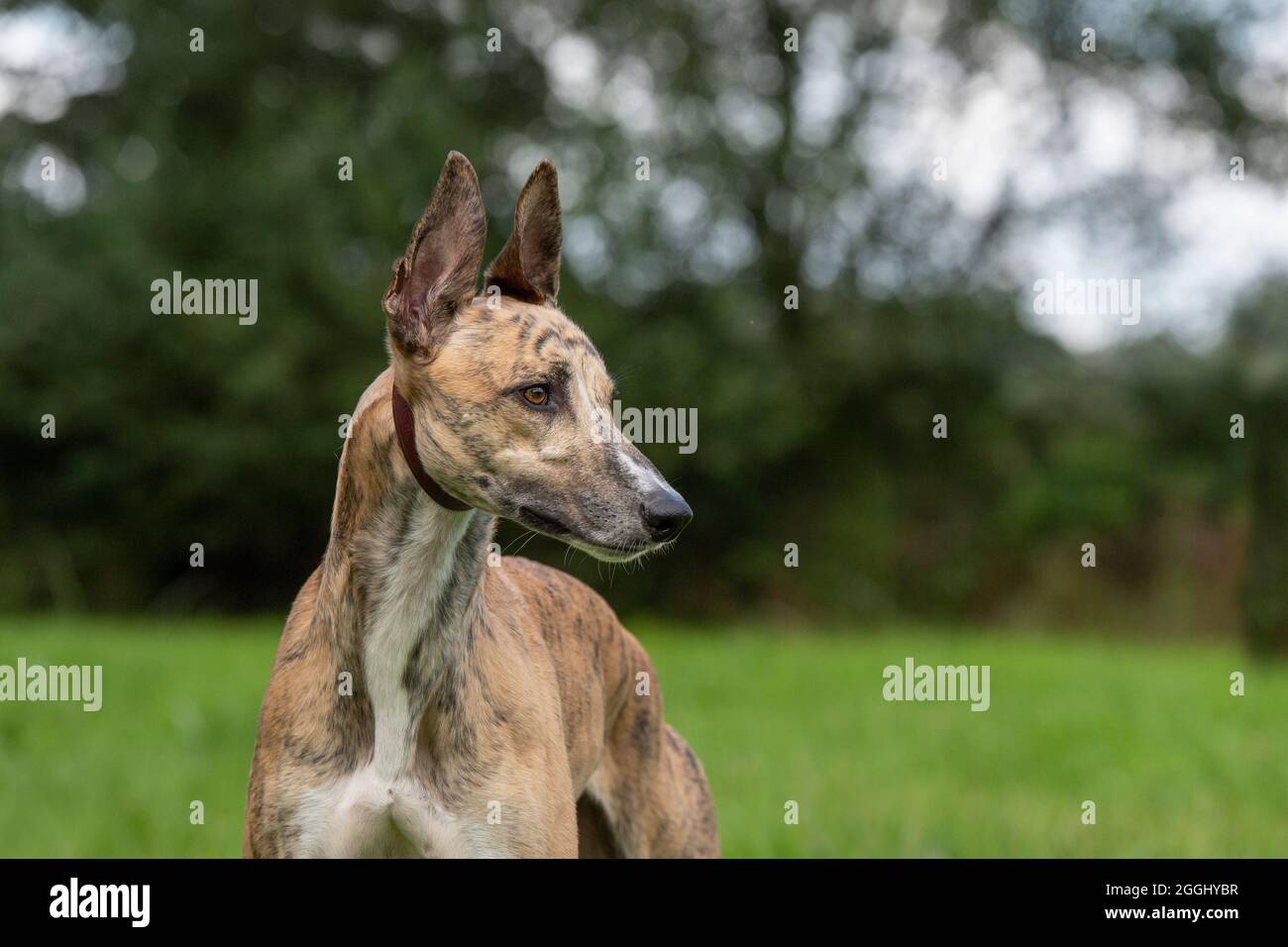 chien Lurcher Banque D'Images