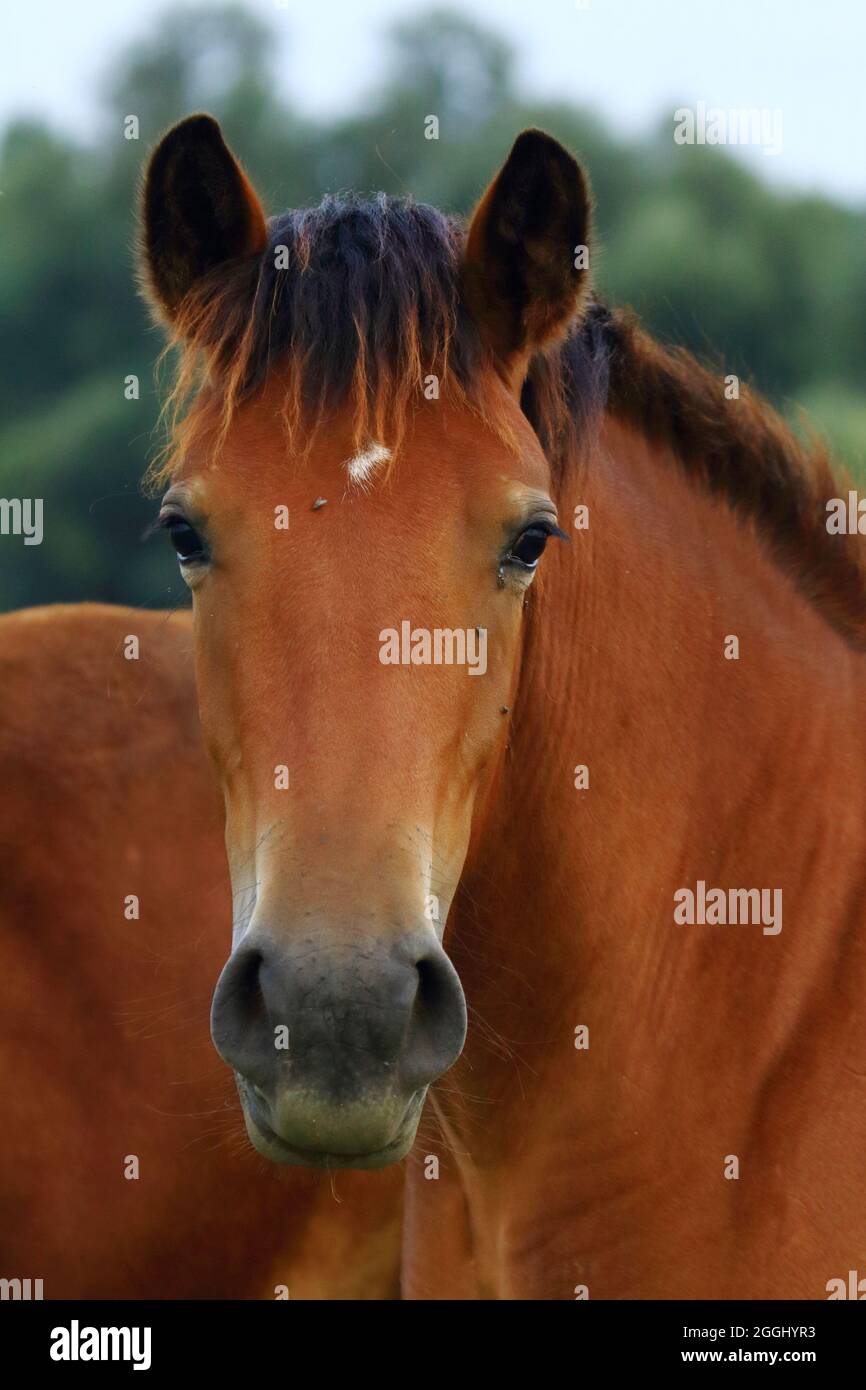 Portrait de cheval, animal de ferme mignon Banque D'Images