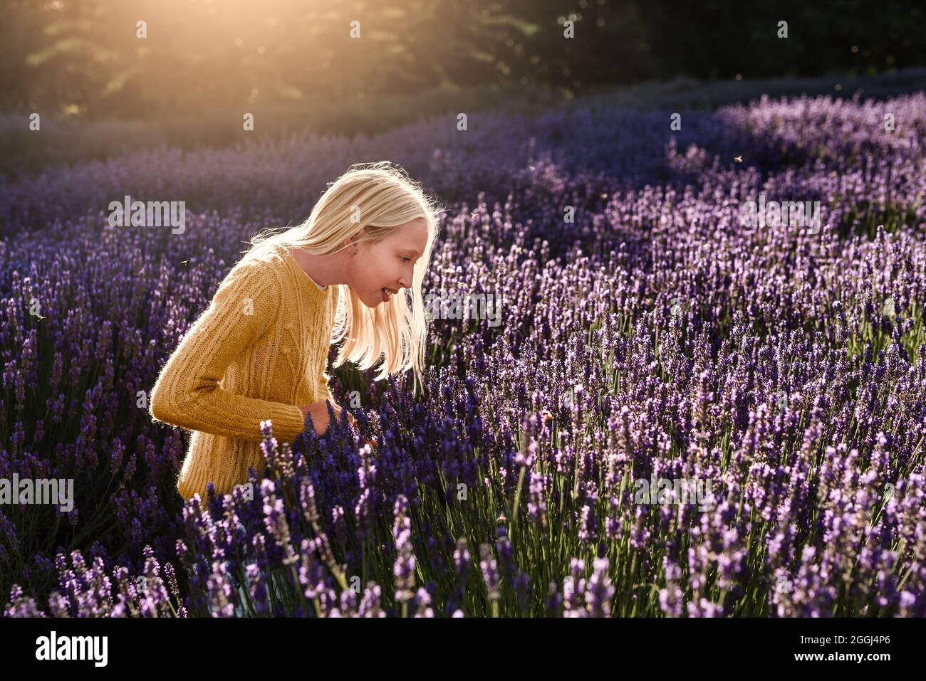Fille blonde regardant les abeilles dans le champ de lavande Banque D'Images