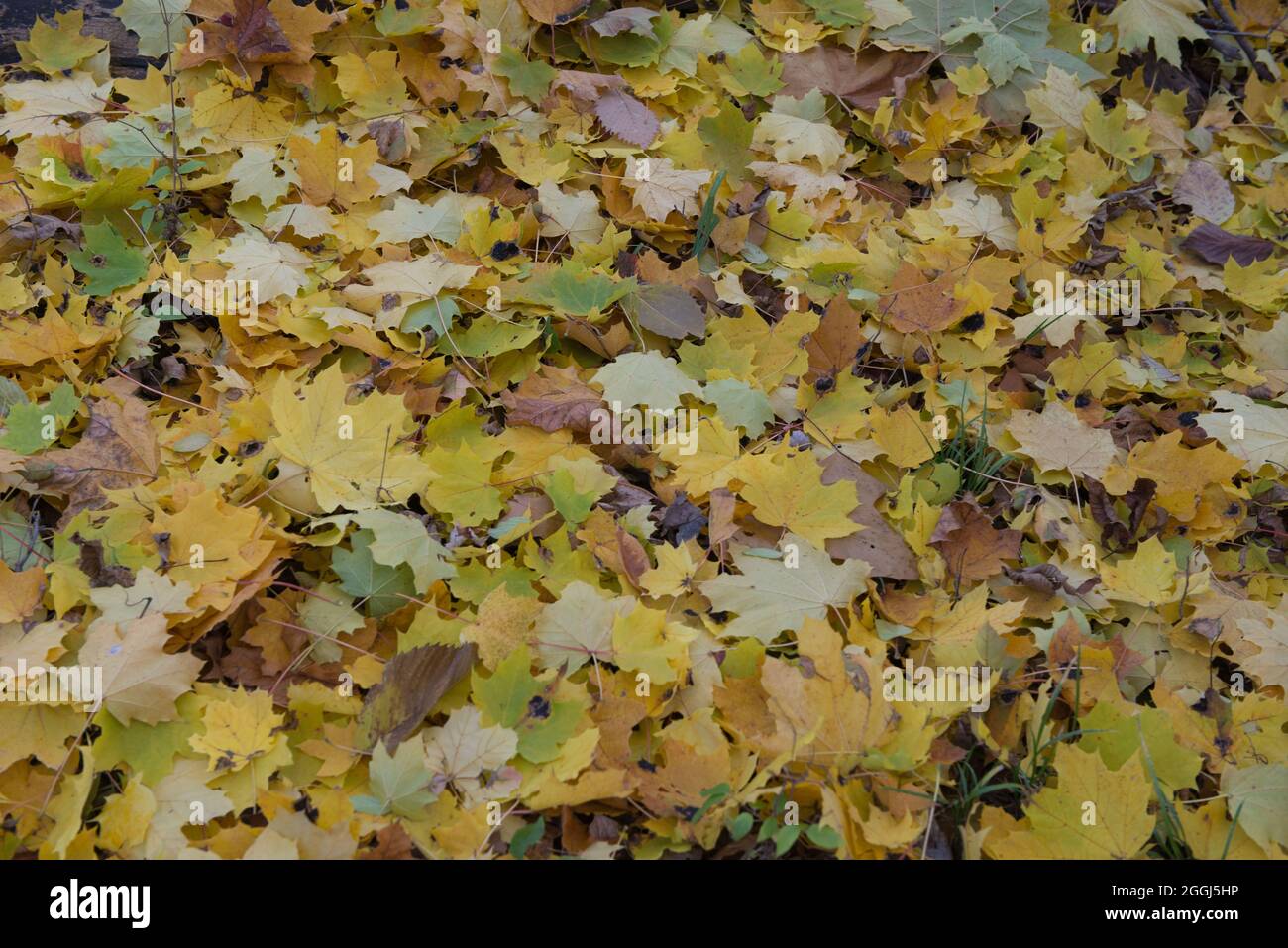 Une épaisse couche de feuilles de pommes remplit le plancher de la forêt en automne. Banque D'Images