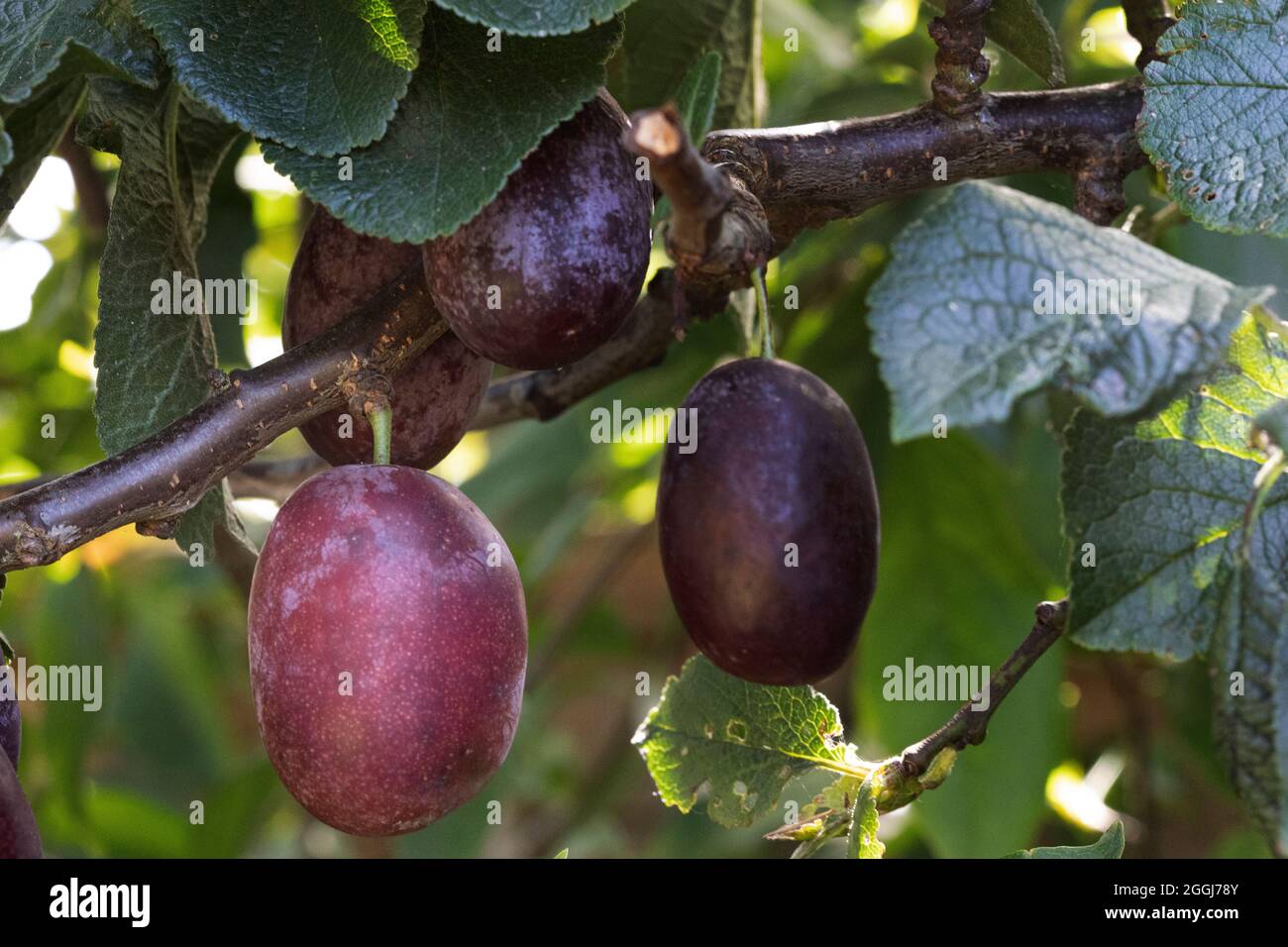 Gros plan des prunes qui poussent sur un arbre dans un jardin britannique pendant l'été Banque D'Images
